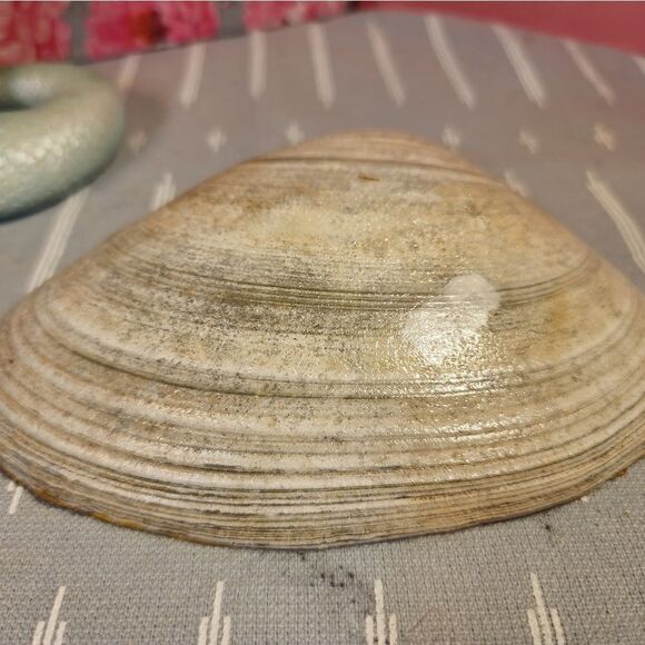 DECOUPAGE CLAM SHELL DECOUPAGE FLOWERS 💐 ON A CLAM SHELL TRINKET DISH - Picture 10 of 10